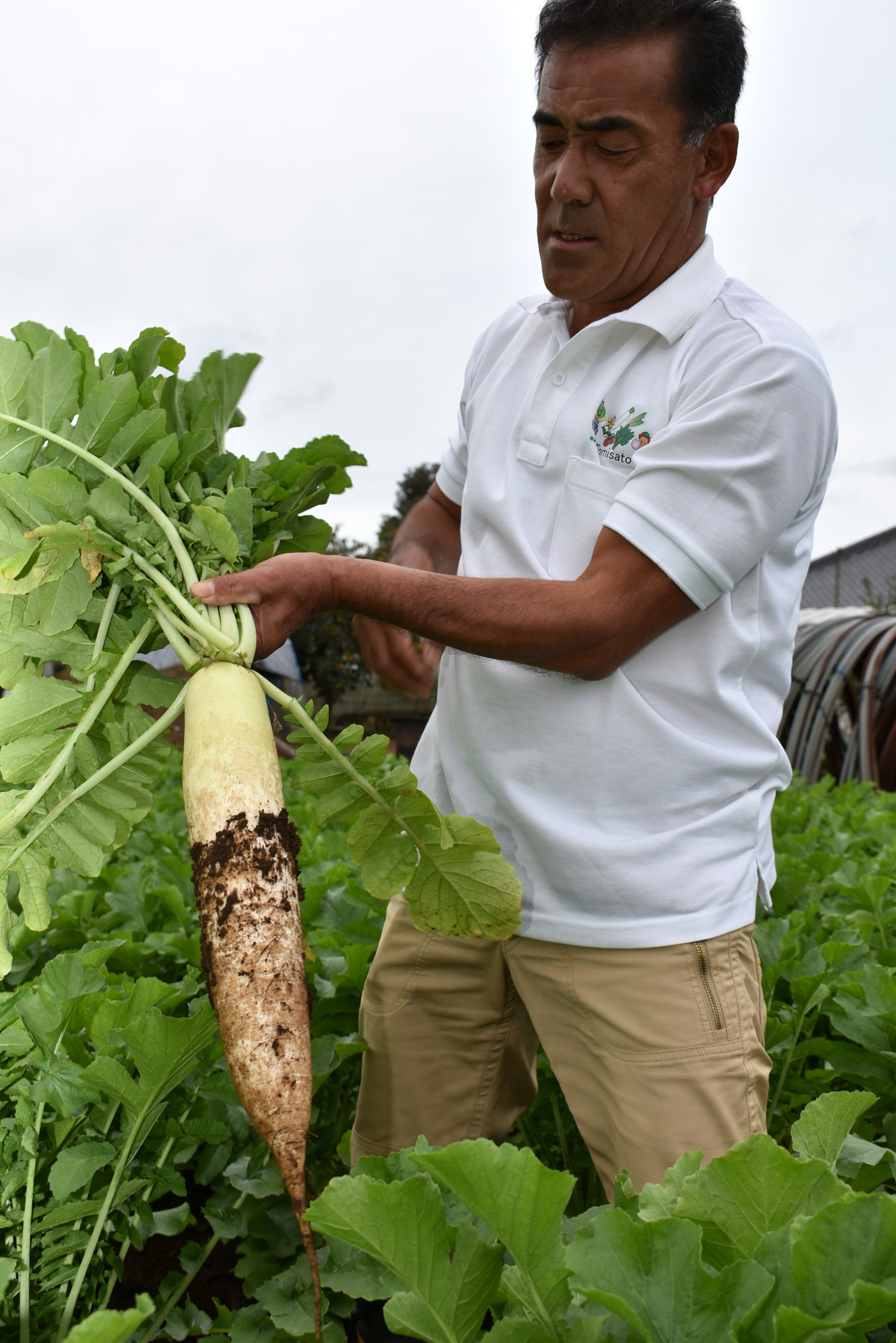 大根 | JA富里市